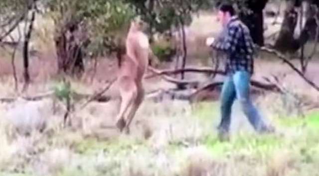 Down, sport! Man fights kangaroo to save dog’s life